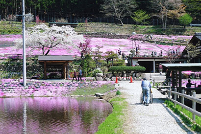 芝桜観光